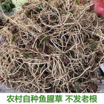 新鲜鱼腥草折耳根大量供应现挖现发贵州产地直发品质全国发货