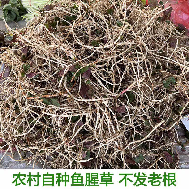 新鲜鱼腥草折耳根大量供应现挖现发贵州产地直发品质全国发货
