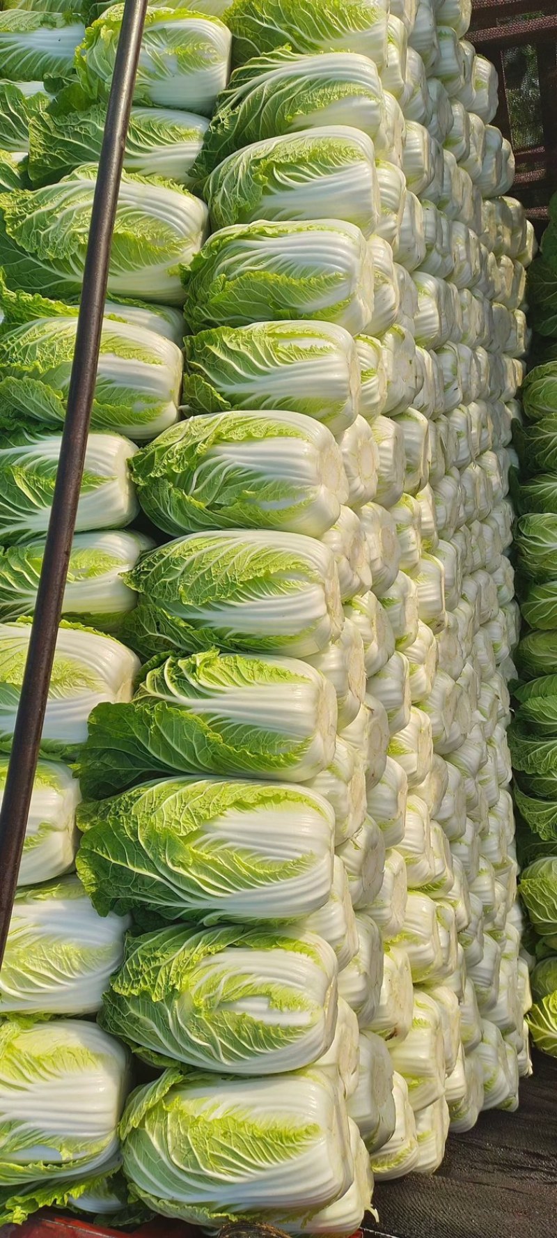 兰陵县春季精品黄心大白菜
