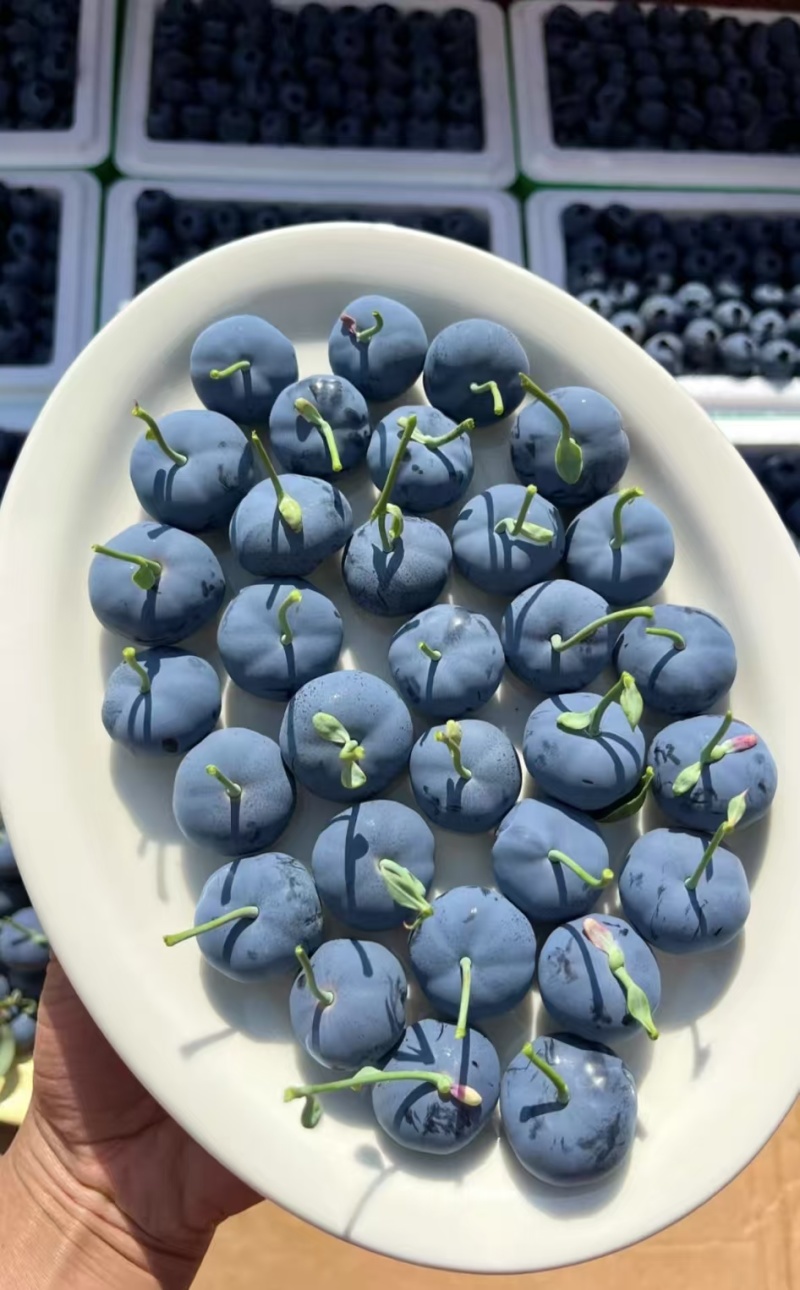 【蓝莓】蓝莓L25山东蓝莓一手货源品质保证量大从优