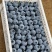 【蓝莓】蓝莓L25山东蓝莓一手货源品质保证量大从优