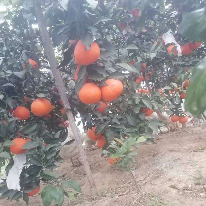 爱媛果冻橙原产地直发现摘现发大量供应一手货源