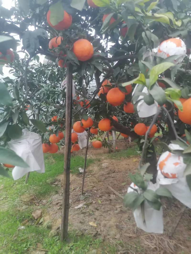爱媛果冻橙原产地直发现摘现发大量供应一手货源