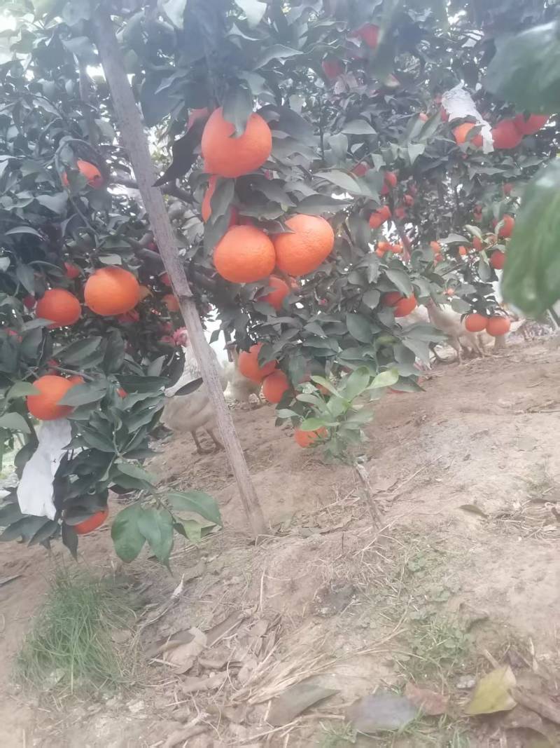爱媛果冻橙原产地直发现摘现发大量供应一手货源
