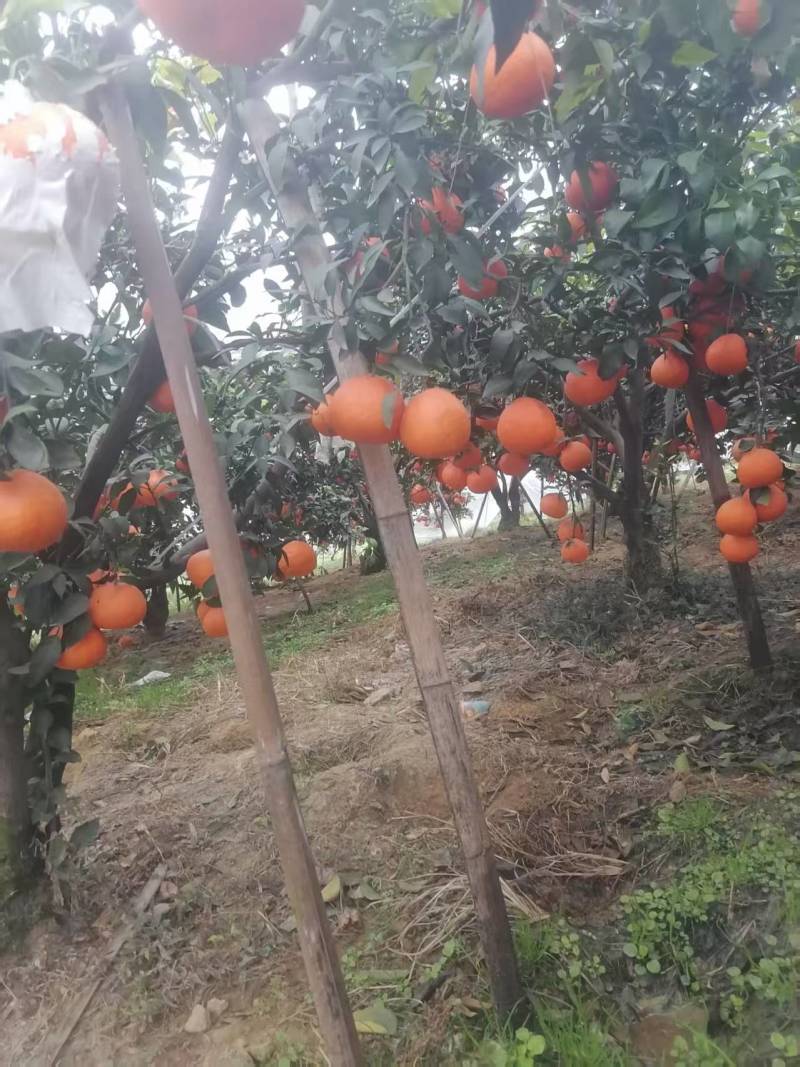 爱媛果冻橙原产地直发现摘现发大量供应一手货源
