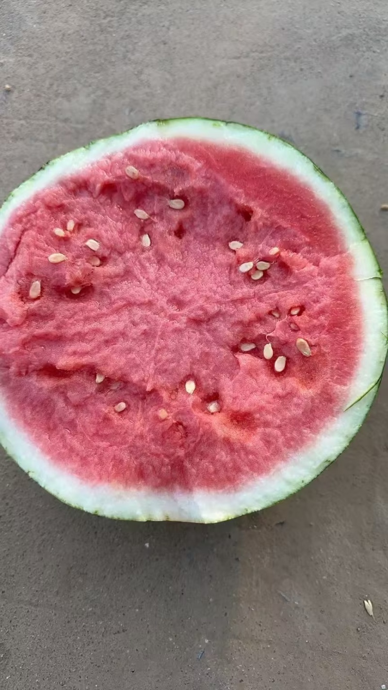 宁夏精品美都西瓜产地直发现摘现发万亩基地一手货源