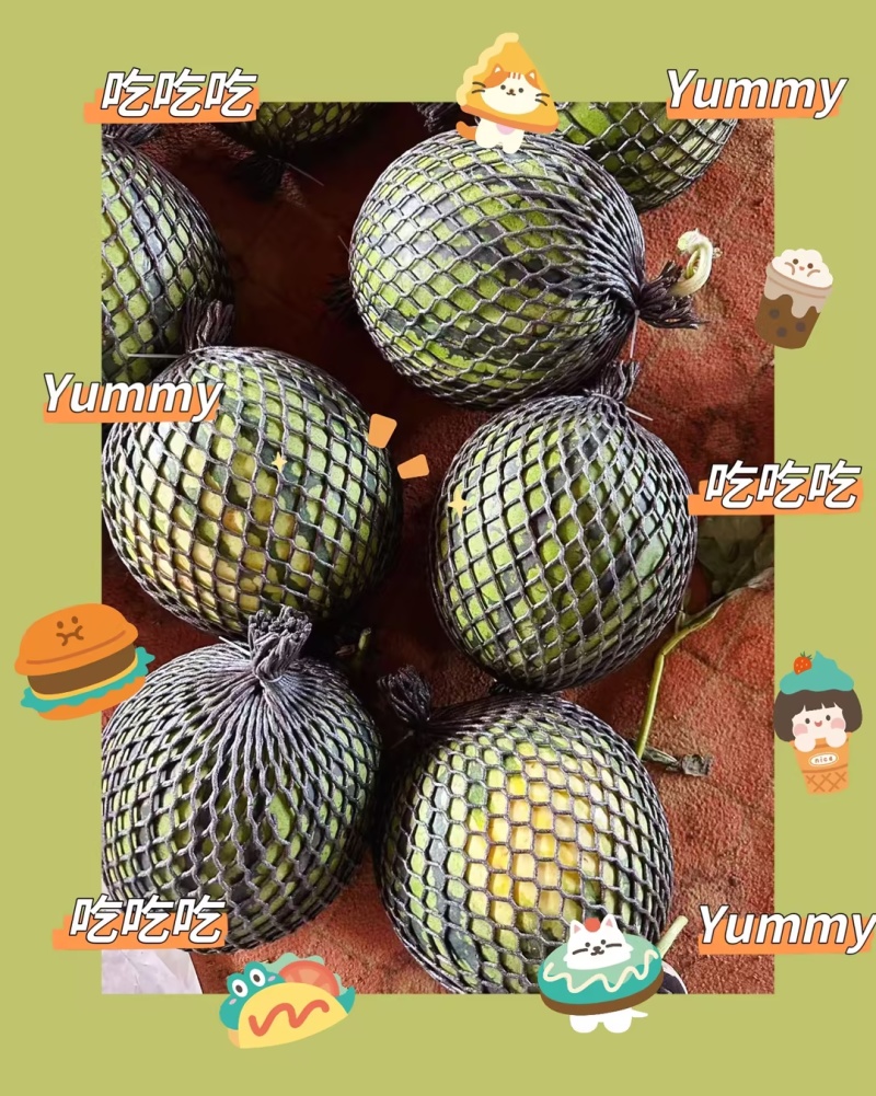宁夏精品美都西瓜产地直发现摘现发万亩基地一手货源