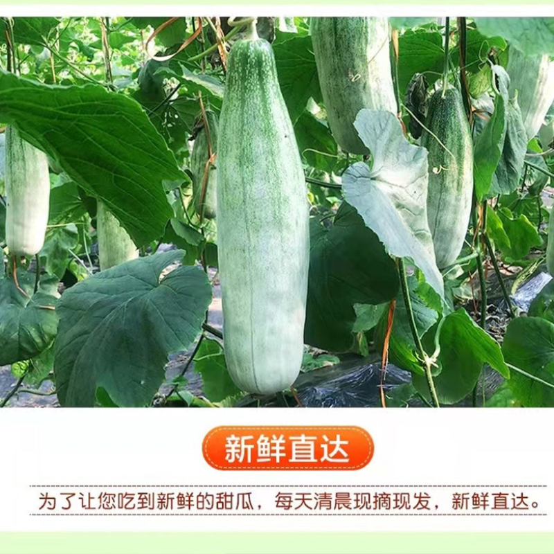 羊角蜜甜瓜安阳内黄甜瓜口感脆甜对接电商超市市场等