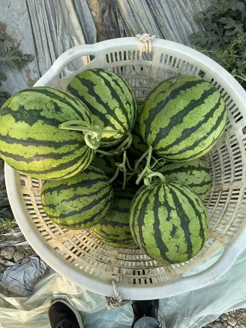 山西台农美都西瓜量大质优个个过手不熟包退欢迎来电