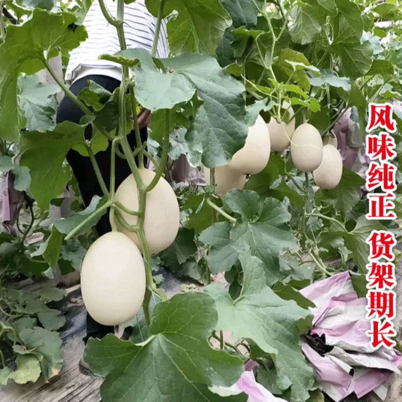 东方蜜甜瓜安阳甜瓜糖度高产地直发对接多多美团社区