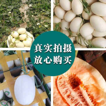 东方蜜甜瓜安阳甜瓜糖度高产地直发对接多多美团社区