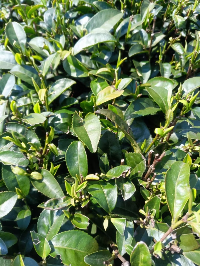 手工鲜叶采摘一芽一叶精心挑选，诚信经营，品质保证欢迎联系