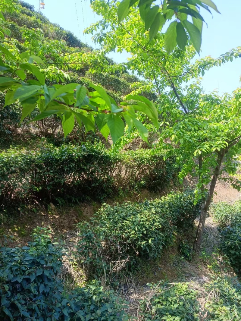 手工鲜叶采摘一芽一叶精心挑选，诚信经营，品质保证欢迎联系