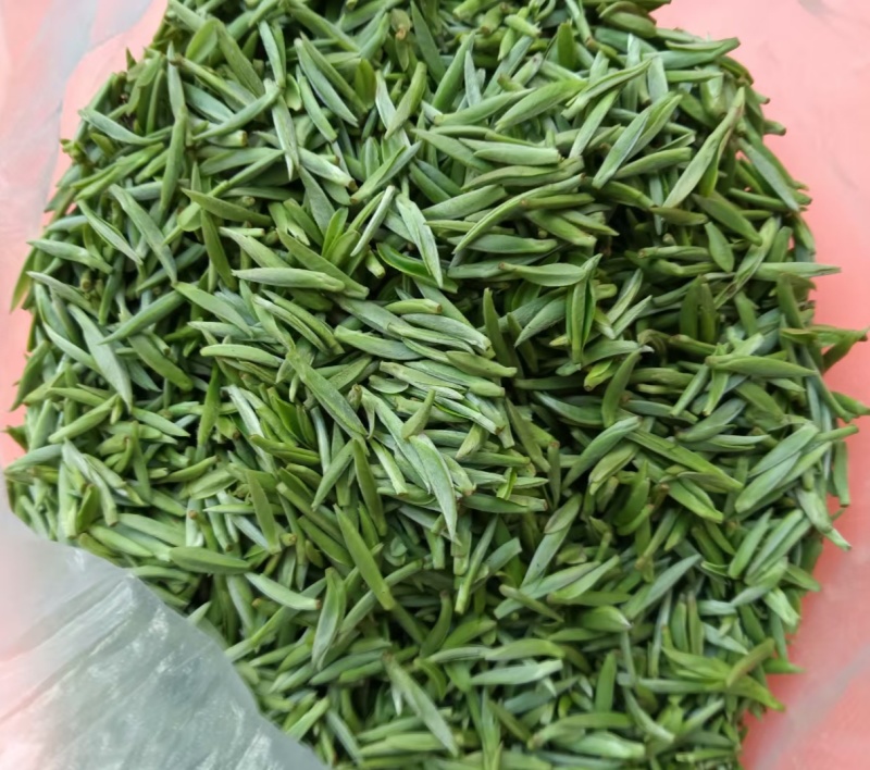 手工鲜叶采摘一芽一叶精心挑选，诚信经营，品质保证欢迎联系