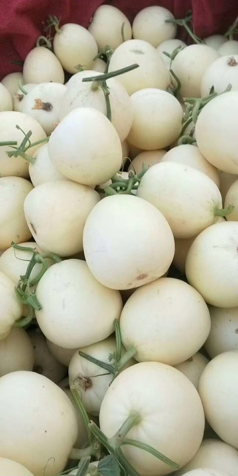 白玉甜瓜伊丽莎白甜瓜货源稳定一手货源代发