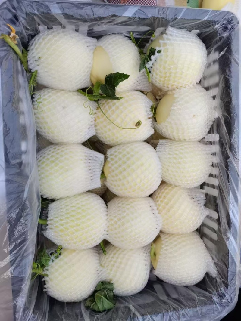 白玉甜瓜伊丽莎白甜瓜货源稳定一手货源代发