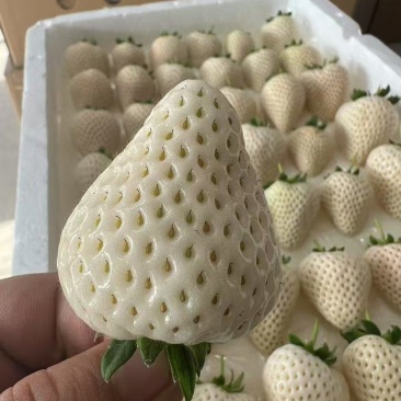 白草莓批发