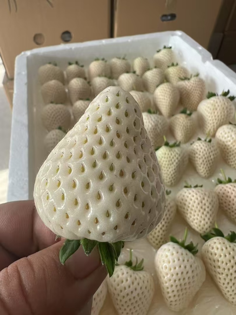 白草莓批发