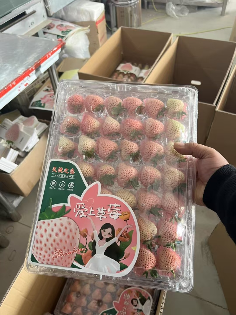 白草莓批发