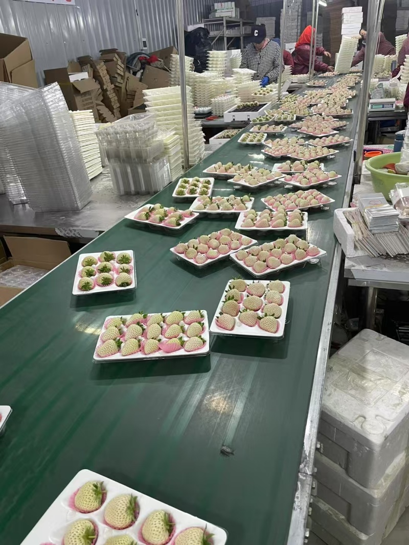 白草莓批发