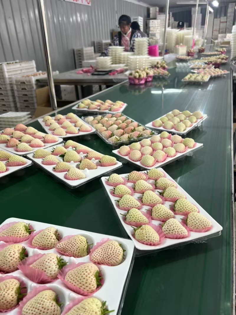 白草莓批发