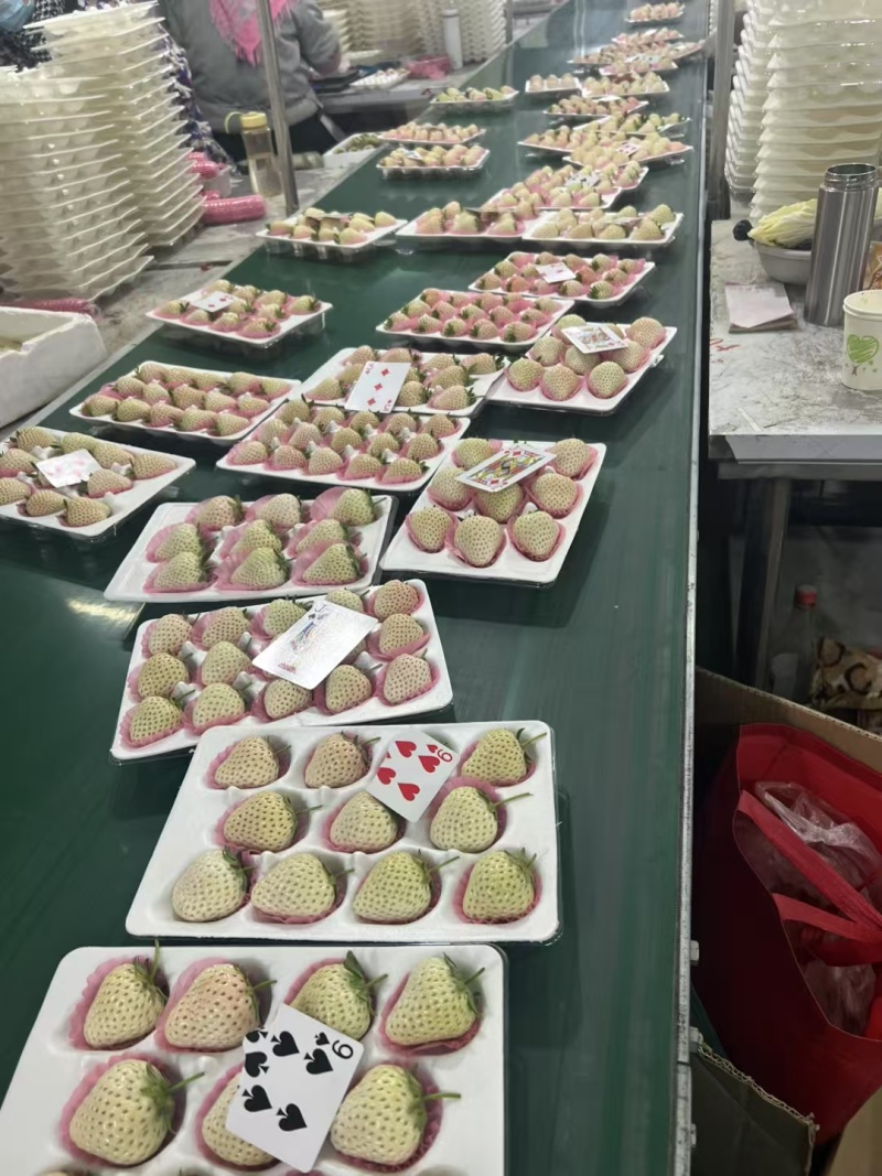 白草莓批发