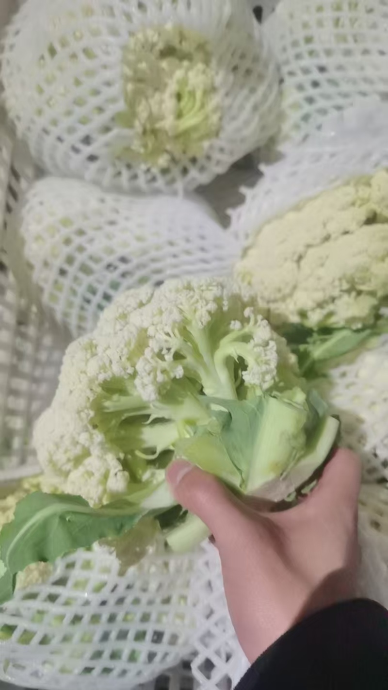 青梗小米花，产地一手货源，冻库储存量2000吨