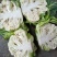 汉中白花菜花，花白紧凑，根白瓷实，适合加工厂，商超
