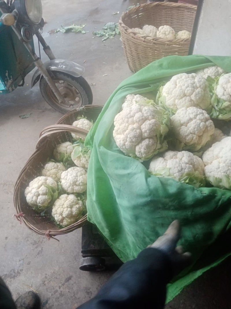 汉中白花菜花，花白紧凑，根白瓷实，适合加工厂，商超