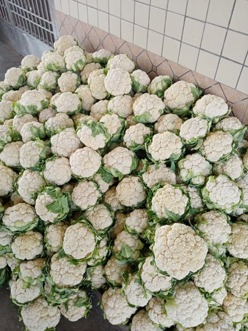汉中白花菜花，花白紧凑，根白瓷实，适合加工厂，商超