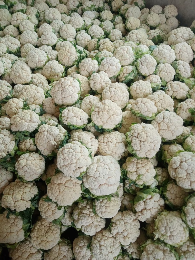 汉中白花菜花，花白紧凑，根白瓷实，适合加工厂，商超