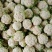 汉中白花菜花，花白紧凑，根白瓷实，适合加工厂，商超