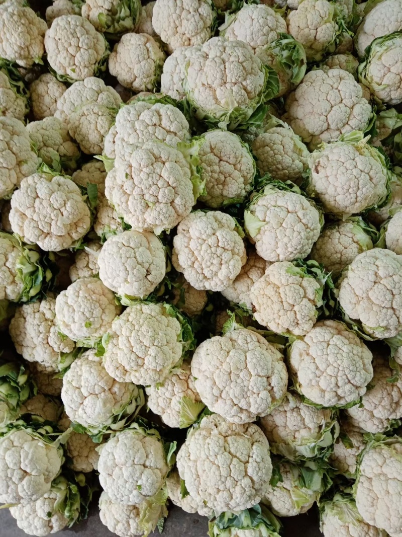 汉中白花菜花，花白紧凑，根白瓷实，适合加工厂，商超