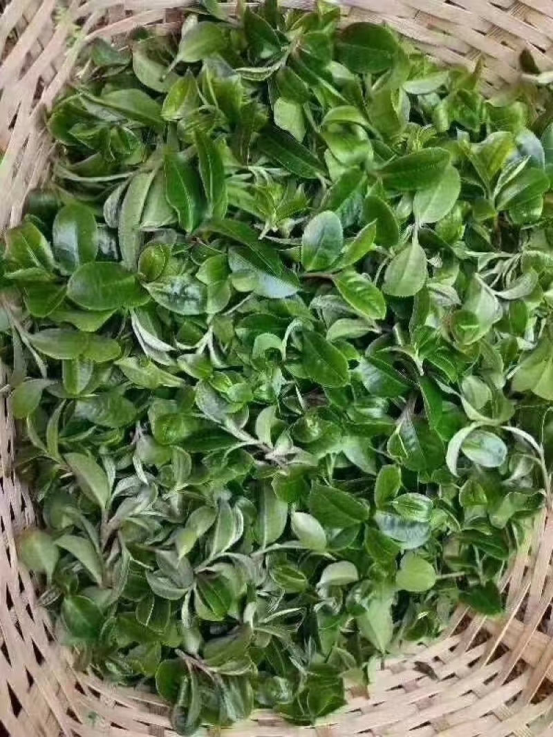 西双版纳普洱茶自家茶园现摘现钞现发可以实地看货考察茶香浓郁