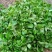 西双版纳普洱茶自家茶园现摘现钞现发可以实地看货考察茶香浓郁