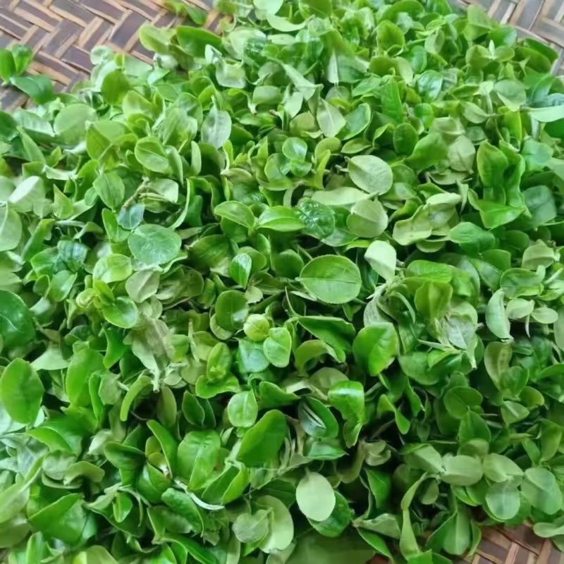 西双版纳普洱茶自家茶园现摘现钞现发可以实地看货考察茶香浓郁