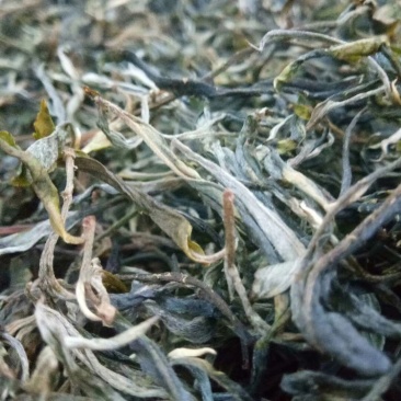 西双版纳普洱茶自家茶园现摘现钞现发可以实地看货考察茶香浓郁