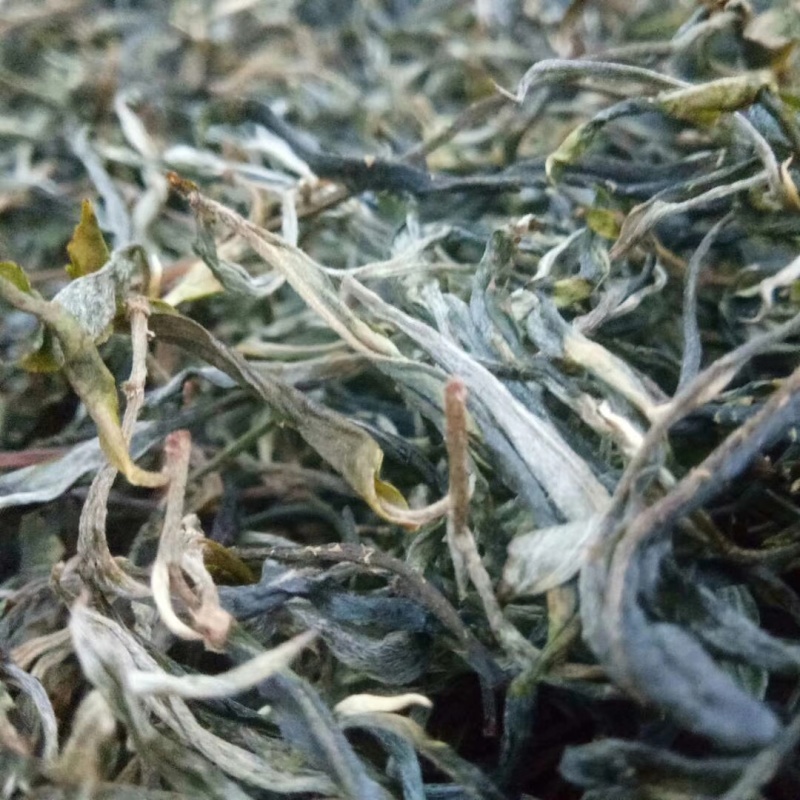 西双版纳普洱茶自家茶园现摘现钞现发可以实地看货考察茶香浓郁