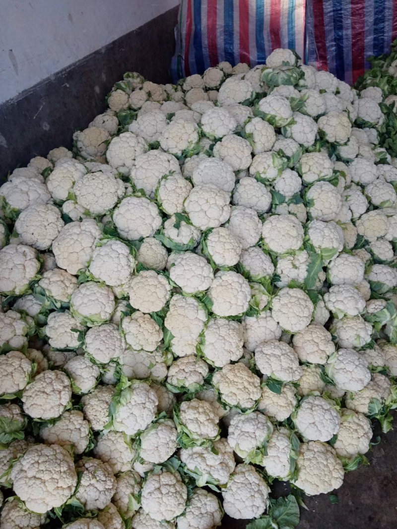 汉中白花菜花，花白紧凑，根白瓷实，适合加工厂，商超