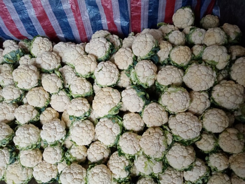 汉中白花菜花，花白紧凑，根白瓷实，适合加工厂，商超