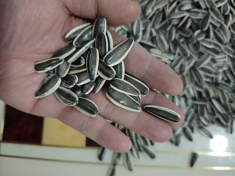 内蒙古葵花籽葵花籽363号大量上市产地直发一手货源