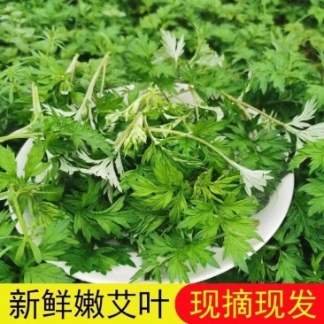 新鲜现摘嫩艾叶清明果糍粑艾米果