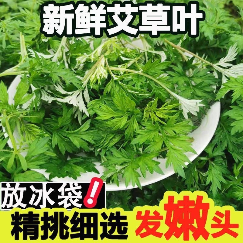 新鲜现摘嫩艾叶清明果糍粑艾米果