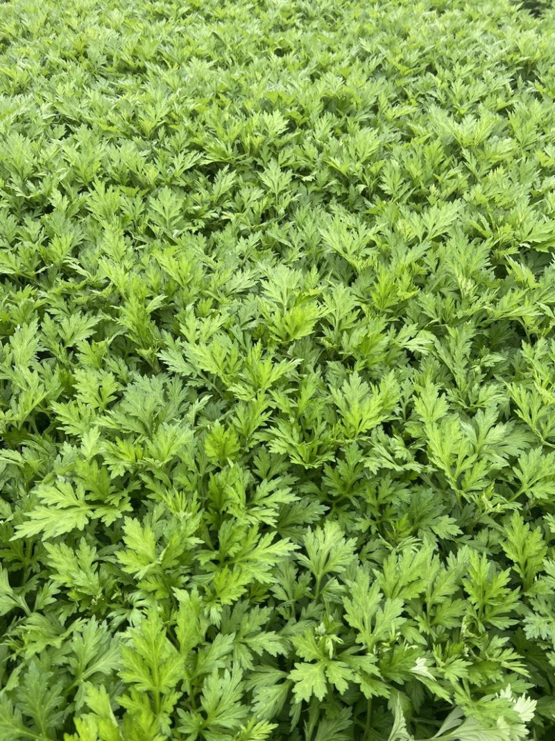 新鲜现摘嫩艾叶清明果糍粑艾米果