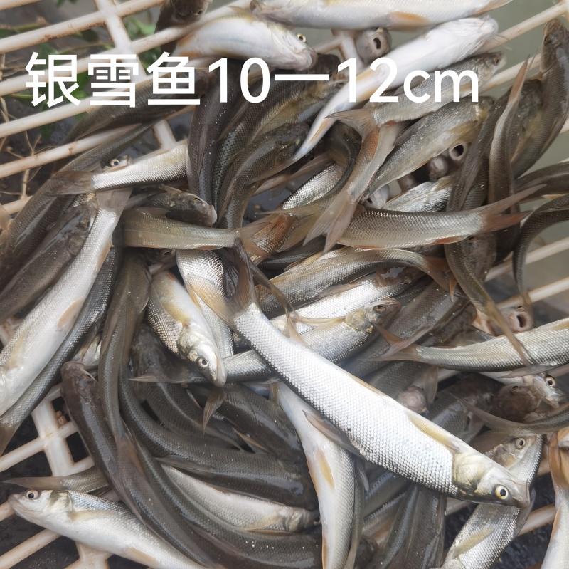 银雪鱼苗雪鱼基地直销包邮包送成活率90%