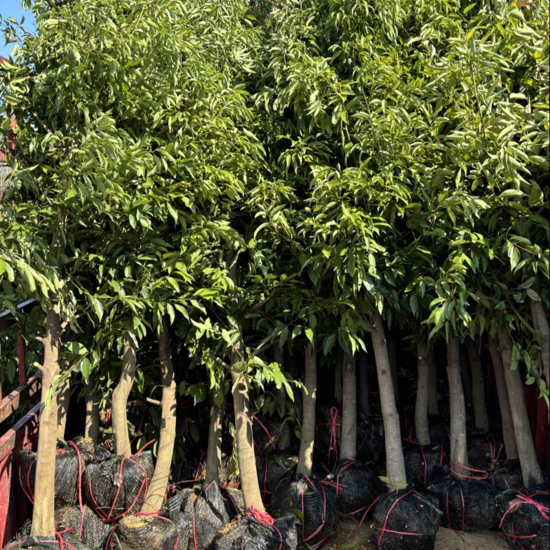 阴香又名竺桂四季常绿