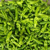 山东兰陵芜湖椒大量上市中，价格美丽货源充足，