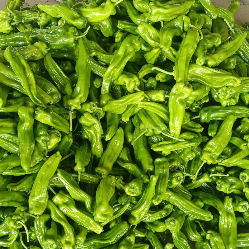 山东兰陵芜湖椒大量上市中，价格美丽货源充足，