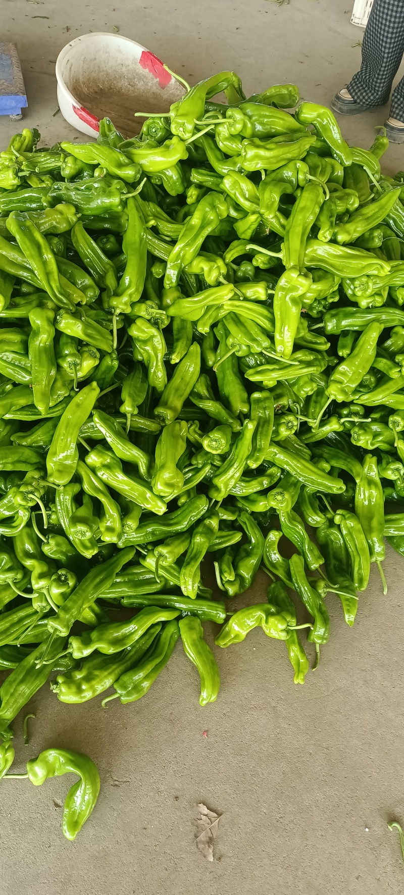 山东兰陵芜湖椒大量上市中，价格美丽货源充足，