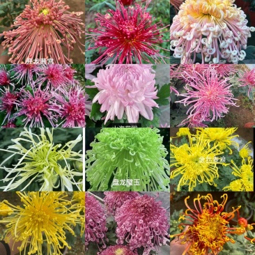菊花小苗穴盘苗庭院菊花品种繁多基地批发包对版